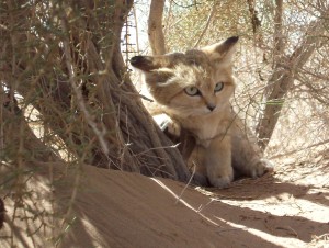 گربه شنی